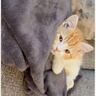 『パジャマの上でくつろぐ子猫』を発見→近づいてみた結果……「破壊力えぐい」「ライフ持ってかれた」悶絶注意な"反応"が150万再生