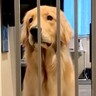 ゴミ捨てに行っている間、大型犬の行動をカメラで観察したら…想定以上だった『健気すぎる行動』が97万再生「本当に人間みたい」「可愛い」の声