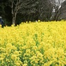 県立四季の森公園　ナノハナ
