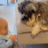 0歳の赤ちゃんとお兄ちゃん犬→思った以上に平和な『おもちゃの取り合い』に「何回も見ちゃう可愛さｗ」「本当に優しい」と絶賛の声