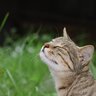 猫の『嗅覚』はスゴイ！4つの豆知識　ニオイを感じるのは鼻だけじゃないって知ってた？