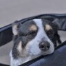 犬が『認知症』になったときに見せる症状6選　気をつけるべき行動の変化とは？
