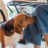 犬が大好きな『ニオイ』ってどんなもの？3つの香りと好む理由をご紹介