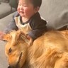 『テレビが見たい赤ちゃん』と『撫でてほしい大型犬』が…ほっこりが止まらない『尊い光景』が2万再生「ベテラン」「癒し効果が凄い」