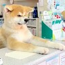 秋田犬の子犬が『動物病院に就職』したら…可愛すぎる"受付"に1万4000人が悶絶「毎日通いたいｗ」「ぜひ私を診察してください」
