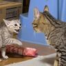 いっちょ前に『やんのか』していた子猫が、1ヶ月後……『まさかの光景』が414万再生「教育的指導ｗｗ」「思わず笑ってしまったｗ」と話題に