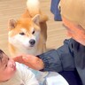 犬と赤ちゃんがいる家に『大好きなじいちゃんばあちゃんが来た』結果…まさかの『狂喜乱舞で大絶叫する姿』が53万再生「見送る姿が切ない」