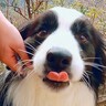 犬たちと一緒に『登山してみた』結果…飼い主を気遣う『まさかの行動』が優しすぎると31万再生「体力どうなってるの？ｗ」「心強い」と絶賛