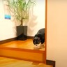 パパが溺愛している２匹の保護猫と離れ離れに→１日たつと…まさかの『想定外すぎる行動』に「泣いてたのに最後大爆笑した」「最高のオチ」
