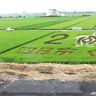 四日市で田んぼアート見学会、楠町との合併20周年記念、かき氷など用意