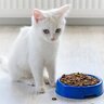 猫が『お皿の外にご飯やおやつを出す』ナゾ行動の理由3つ　食器を気に入ってない？