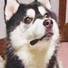 『破壊神』と呼ばれるハスキーの子犬→一瞬目を離した結果…想定を超える惨状と『まさかの表情』に「なぜ被害者面ｗ」「破壊の美学」と1万いいね