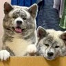 外出から帰宅すると、2頭の大型犬が…尊すぎる『お出迎え光景』が174万再生「斬新でめっちゃいい」「最高に可愛すぎる」海外からも反響
