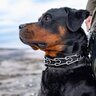 『怖いイメージがある犬種』5選…実は性格は正反対？それぞれの特徴や飼い方のコツとは
