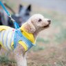 愛犬が『他の犬に吠えてしまう』直す方法はある？トラブルを避けるための対処法をご紹介