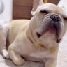 飲みで帰りが遅くなった結果、留守番をしていた犬が…まるで人間のような『独特すぎる怒り方』が40万再生「何か言いたげｗ」「可愛いすぎ」
