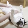 娘に揉みくちゃにされたい猫…『お腹を差し出す様子』が面白すぎると22万8000再生「やられ放題で笑う」「プルプルたまらん」