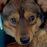 人間が苦手で『恐怖に怯えていた犬』を保護→たくさんの愛情を与えて50日後…当時では考えられない『嘘のような表情』に15万再生の反響