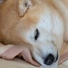 注射を打った犬→『1日安静』を言い渡され…思った以上に『忠実に守る光景』が101万表示「安静を理解してて偉い」「とてもお利口さん」と絶賛