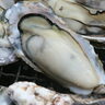 【播磨】冬の味覚・牡蠣を満喫　各地で牡蠣まつり