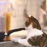 猫の死を招きかねない『危険なしっぱなし行為』3選　甘く見ないほうがいい理由も