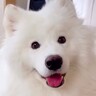仕事中、何か言いたげな様子で近付いてきた大型犬が…仕事にならない『可愛すぎるおねだり』に26万再生の反響「絶対断れないｗ」「愛おしい」