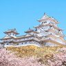 姫路で花見をするなら姫路城で！桜の開花予想やライトアップイベントなど最新情報を紹介♪(2024)