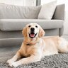 犬を飼ったら『できなくなること』5選　迎える前に絶対知っておくべき現実とは？