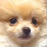 『ポメプーの赤ちゃんを飼った』と思っていたら…予想と違いすぎる『別の犬種になった光景』が44万再生「吹いたｗ」「なぜこうなった」と爆笑