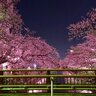 川岸を彩る桜並木！水面と桜の組み合わせが絶景♪長岡市「福島江沿いの桜並木」【新潟県の桜名所・お花見スポット特集2025】