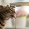 猫はなぜ『蛇口から出るお水』が好きなの？2つのワケ　流水好きの猫を満足させるお水の与え方も