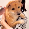 『お風呂嫌いの柴犬を洗うと…』大パニックでおばあちゃんにすがる姿が可愛すぎると7万再生「現場の臨場感が伝わってくるｗ」「必死で笑った」