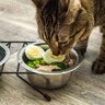 猫の『免疫力をアップさせる食材』5選　与える際に気をつけるべきポイントは？