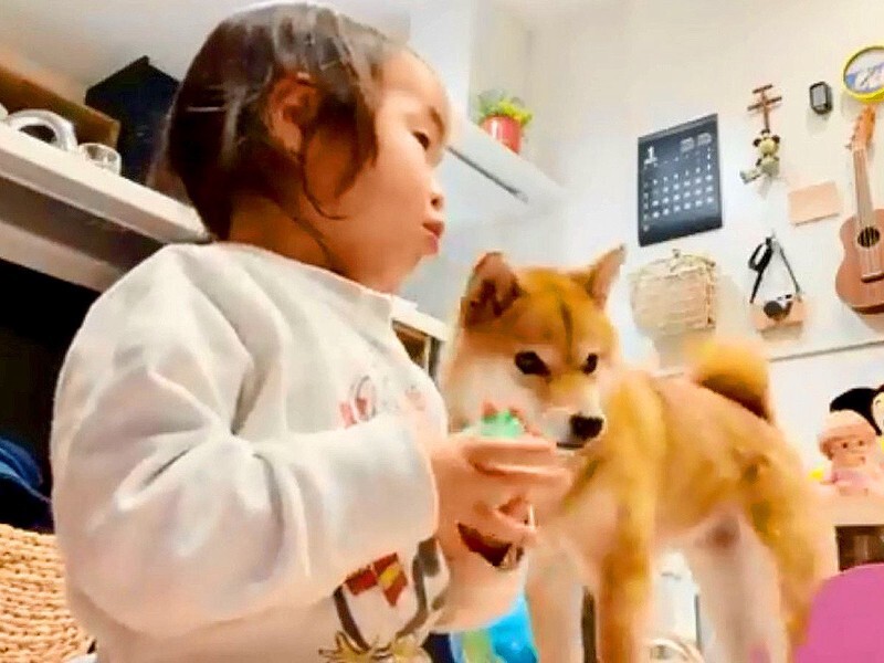 生まれた時から犬と一緒の2歳の女の子に『愛犬はワンワン？』と聞いたら…『まさかの回答』が泣けてくると10万再生「ステキな主張」「涙が…」 -  Yahoo! JAPAN