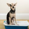 愛犬の『病気を早期発見』する方法5選　毎日のスキンシップで危険な症状を見つけることができるかも