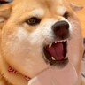 『アゴは嫌なの』犬のブラッシングしていたら…場所によって態度が急変する光景に307万再生の反響「声がクセ強ｗ」「あくび可愛い」