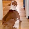 『お母さんの外出を犬が寂しがっている』と思いきや…出ていった瞬間→ちょっぴり切ない『想定外の様子』が41万再生「役者すぎる」「笑ったｗ」