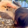 赤ちゃんに『犬の撫で撫でブーム』が到来したら…何をされても動じない『優しすぎる光景』が29万再生「健気で可愛い」「ほんと素敵な兄妹」