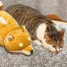 猫に『犬の形をしたケース』をみせた結果…『まさかの反応』を示した姿が可愛すぎると3万5000再生「癒やされます」「笑いましたｗ」