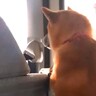 以前住んでいた地域を車で通りかかると、犬が…想像以上に『懐かしむ姿』が切なすぎると21万再生「見送る姿が愛おしい」「すごい賢い子」