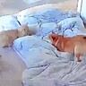 朝、機嫌が悪かった犬→猫と喧嘩していないか心配になり…見守りカメラに映った『まさかの光景』が217万表示の反響「ずっと見てたい」「素敵」