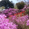 京都を代表する景勝地をめぐり、春ならではの景色と味覚を堪能【京都／天橋立】