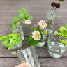 空き瓶や、使わなくなった器も大活躍！ズボラなお世話でも元気に育つ植物で盛夏を乗り切る緑の癒しを。