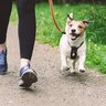 小型犬はどのぐらいの散歩量が必要なの？目安となる時間や距離、注意点まで解説