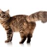 『猫ふんじゃった症候群』って何？しっぽにまつわる危険な症状、重大な障害が残ることも