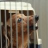 犬が『夜鳴き』をしているときの心理4つ　どんな理由が隠されているの？通院が必要な鳴き方まで