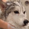 2人がかりでハスキー犬を洗った結果→想定以上に感情を失ってしまい…『もう好きにして』まさかの光景に2万いいね「気持ちが伝わるｗ」と爆笑