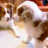 『先住犬と比べてこんなにも小さかった子犬が…』１年後、当時では考えられない『大成長を遂げた光景』が105万再生「感動した」「素敵」と反響