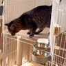 17匹の元保護猫と暮らす飼い主が猫の新居を“手作り”→親子猫には専用の部屋があって…まさかの『愛にあふれた理由』に「尊敬でしかない」