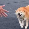 普段は素っ気ない犬が『大好きなおばあちゃん』を目の前にした、次の瞬間…胸が熱くなる『涙の再会』が31万再生「️大興奮で可愛い」「キュン」
